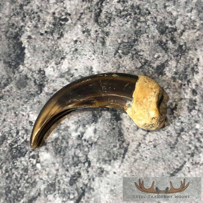 Grizzly Bear Claw Taxidermy For Sale