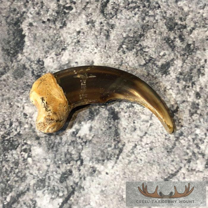 Grizzly Bear Claw Taxidermy For Sale