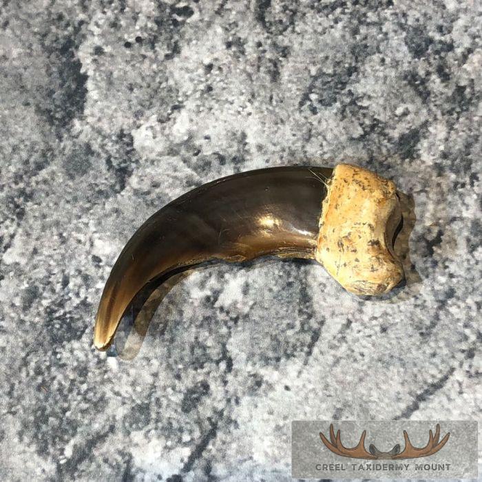 Grizzly Bear Claw Taxidermy For Sale