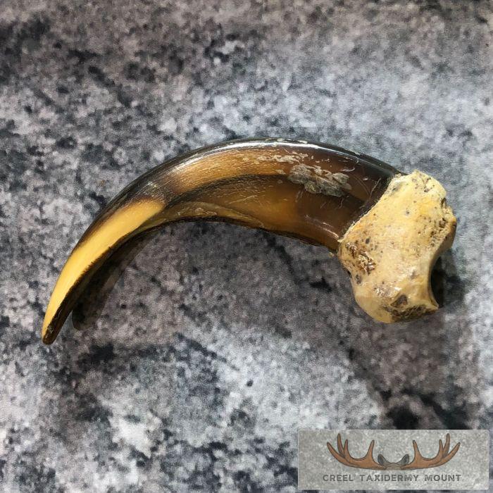 Grizzly Bear Claw Taxidermy For Sale