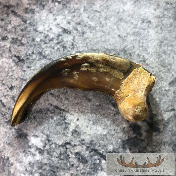 Grizzly Bear Claw Taxidermy For Sale