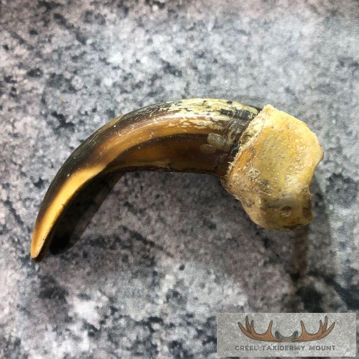 Grizzly Bear Claw Taxidermy For Sale