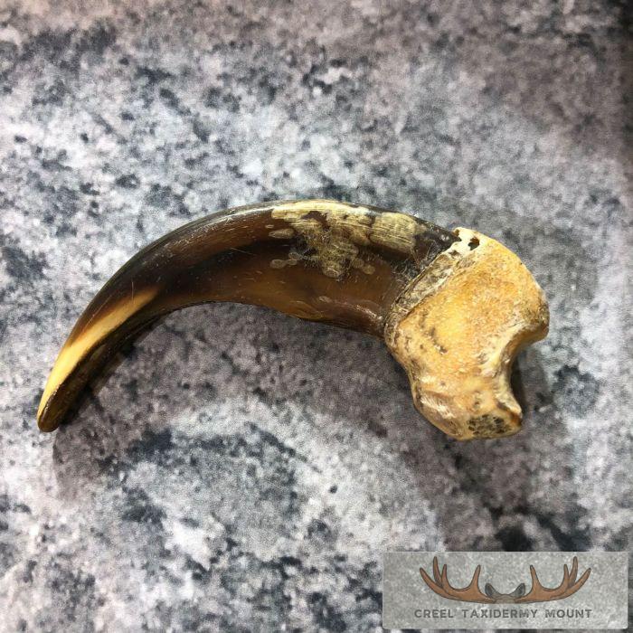 Grizzly Bear Claw Taxidermy For Sale