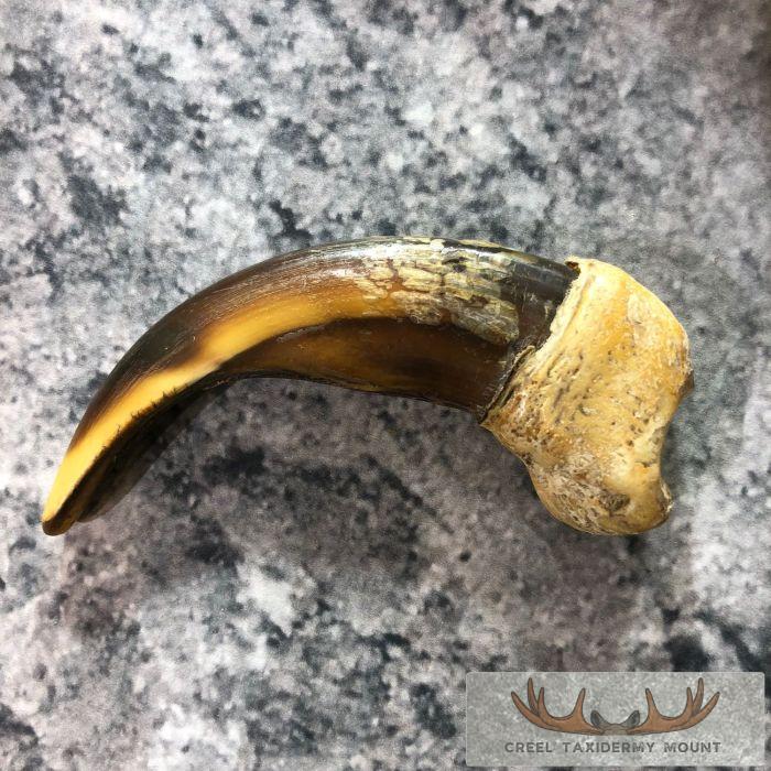 Grizzly Bear Claw Taxidermy For Sale