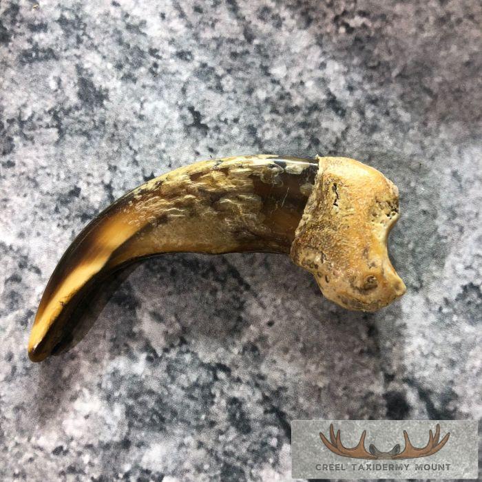 Grizzly Bear Claw Taxidermy For Sale