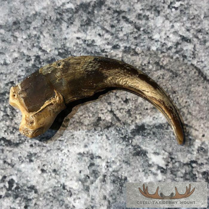 Grizzly Bear Claw Taxidermy For Sale
