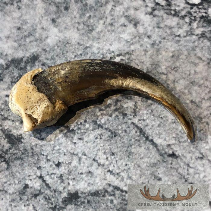 Grizzly Bear Claw Taxidermy For Sale