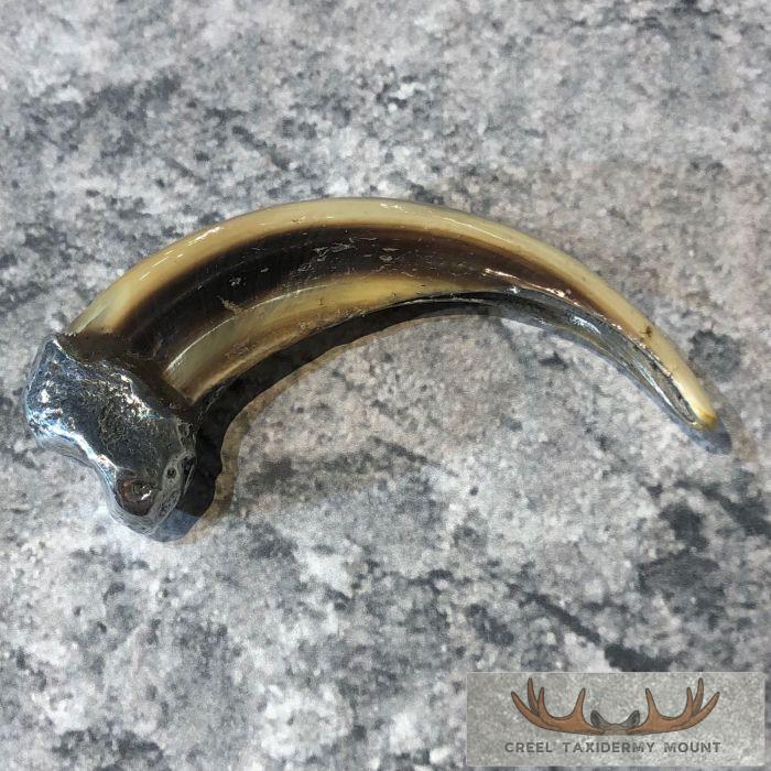 Grizzly Bear Claw Taxidermy For Sale