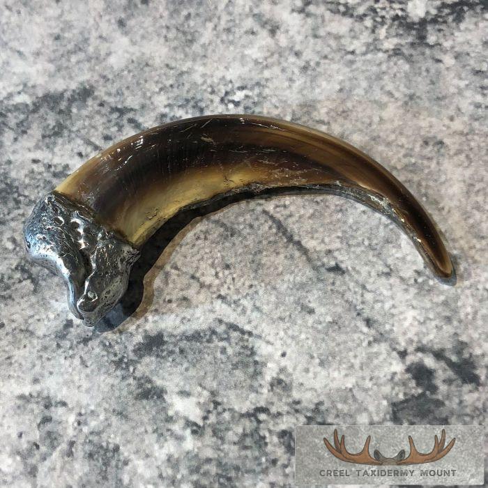 Grizzly Bear Claw Taxidermy For Sale - Image 3