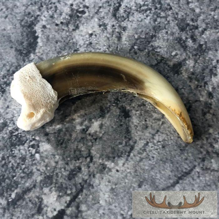 Grizzly Bear Claw Taxidermy For Sale