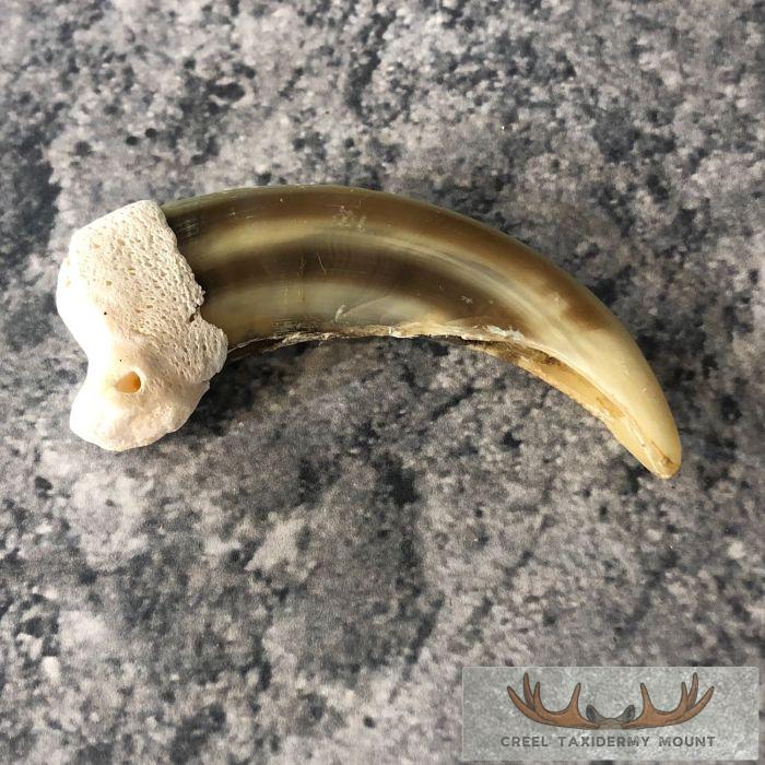Grizzly Bear Claw Taxidermy For Sale