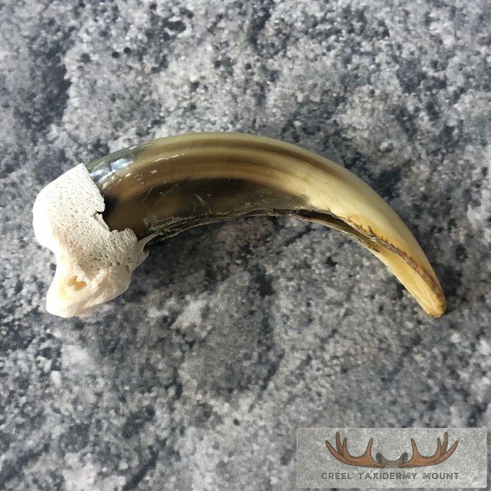 Grizzly Bear Claw Taxidermy For Sale