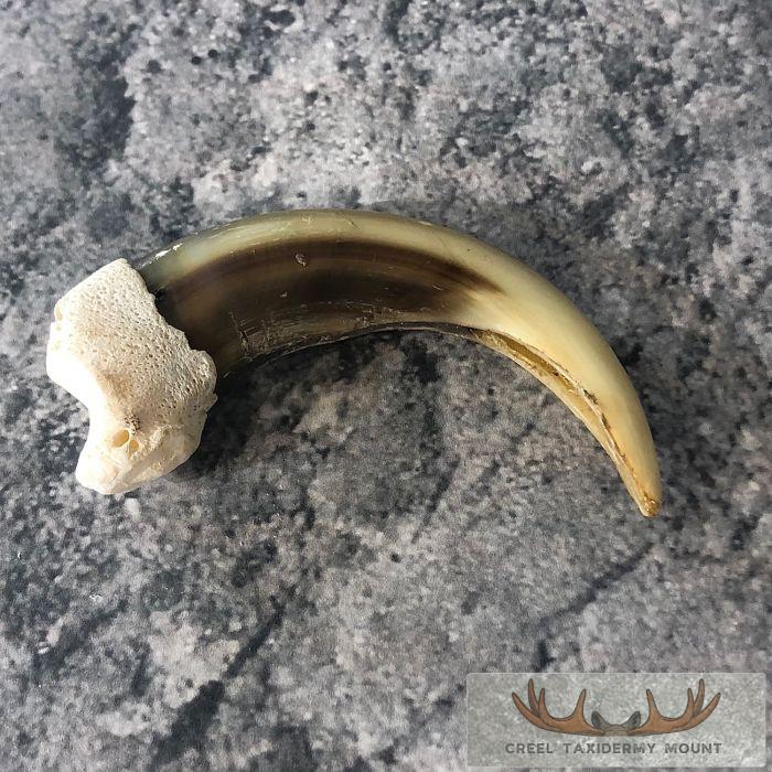 Grizzly Bear Claw Taxidermy For Sale