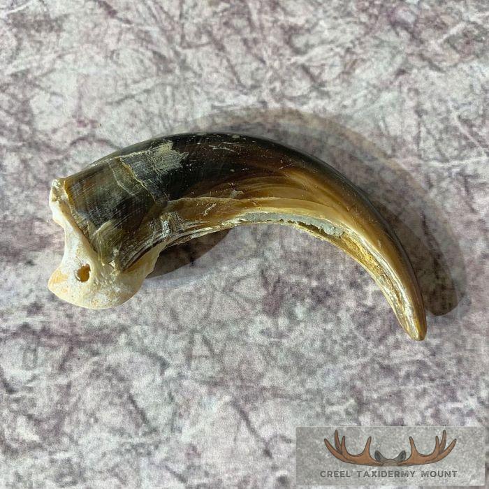 Grizzly Bear Claw Taxidermy For Sale