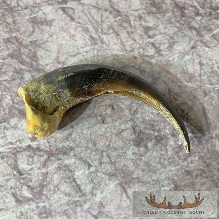 Grizzly Bear Claw Taxidermy For Sale