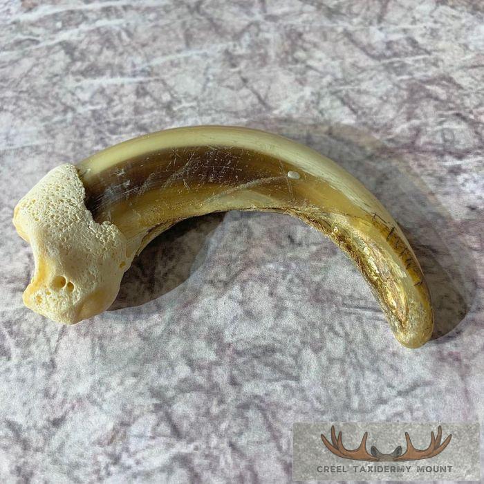 Grizzly Bear Claw Taxidermy For Sale