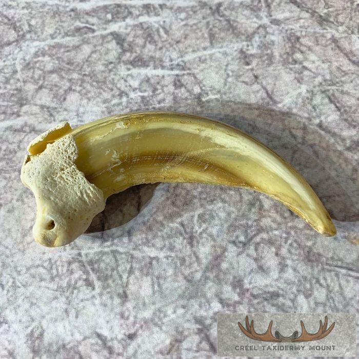 Grizzly Bear Claw Taxidermy For Sale