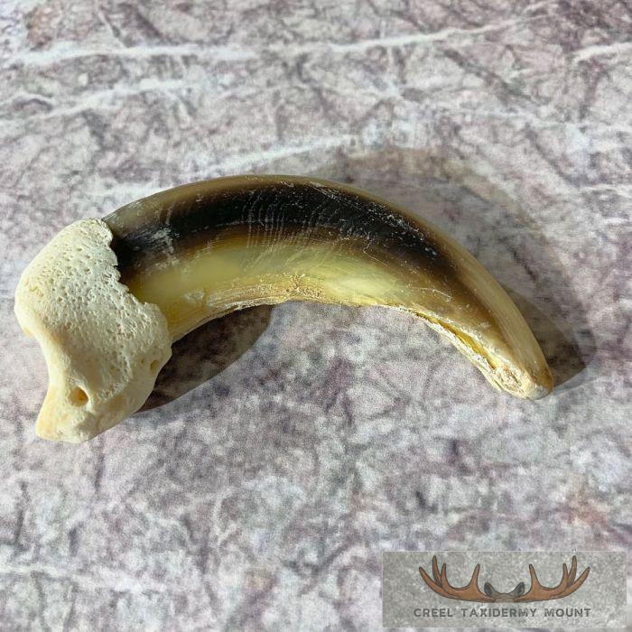 Grizzly Bear Claw Taxidermy For Sale