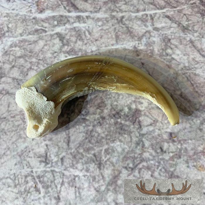 Grizzly Bear Claw Taxidermy For Sale
