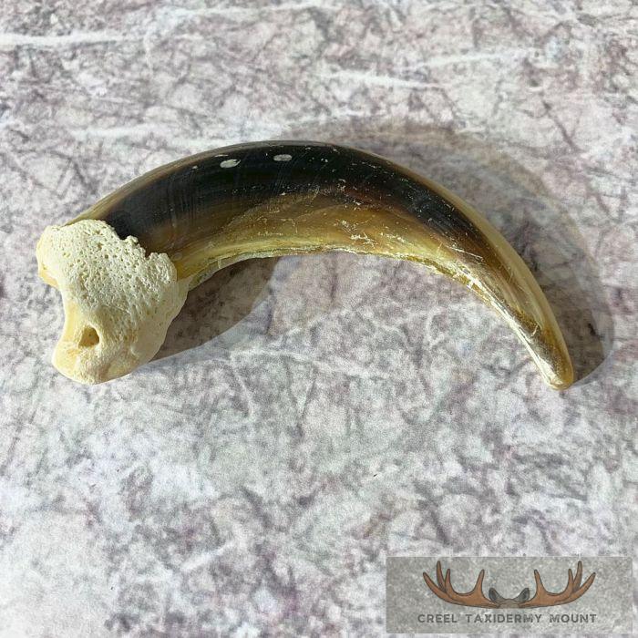 Grizzly Bear Claw Taxidermy For Sale