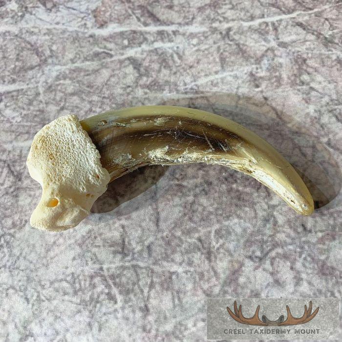 Grizzly Bear Claw Taxidermy For Sale