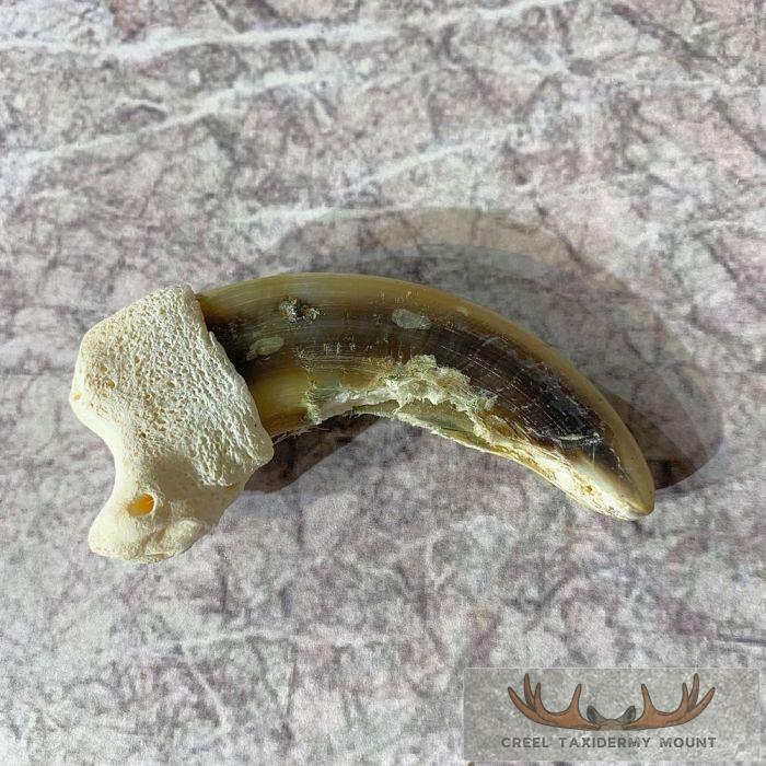 Grizzly Bear Claw Taxidermy For Sale
