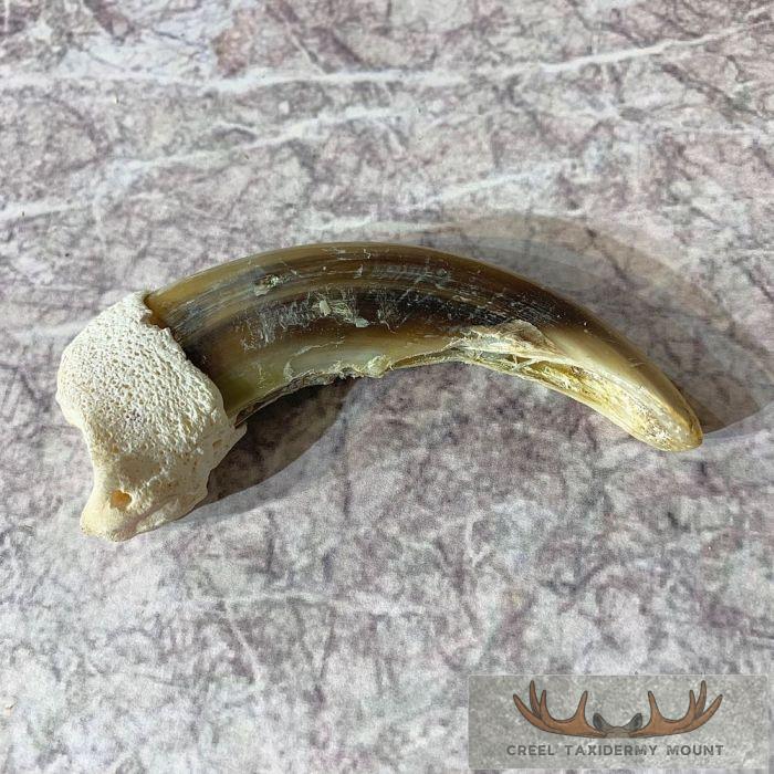 Grizzly Bear Claw Taxidermy For Sale