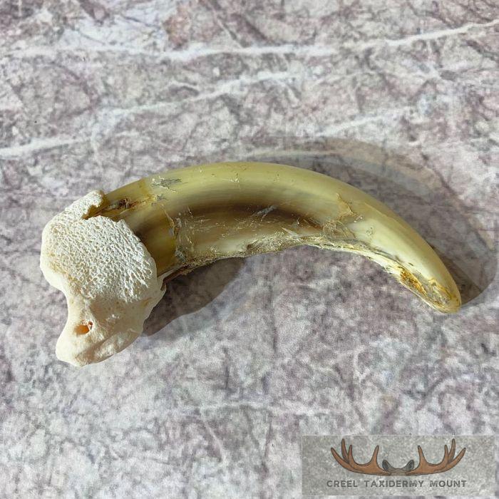 Grizzly Bear Claw Taxidermy For Sale