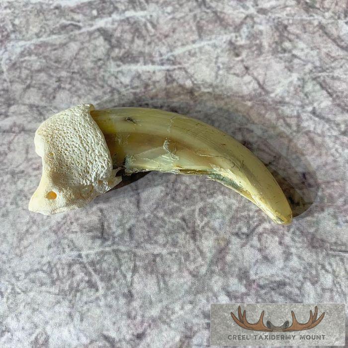 Grizzly Bear Claw Taxidermy For Sale