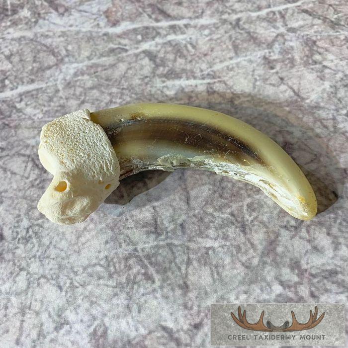 Grizzly Bear Claw Taxidermy For Sale