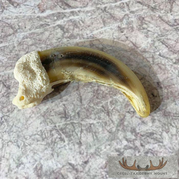 Grizzly Bear Claw Taxidermy For Sale