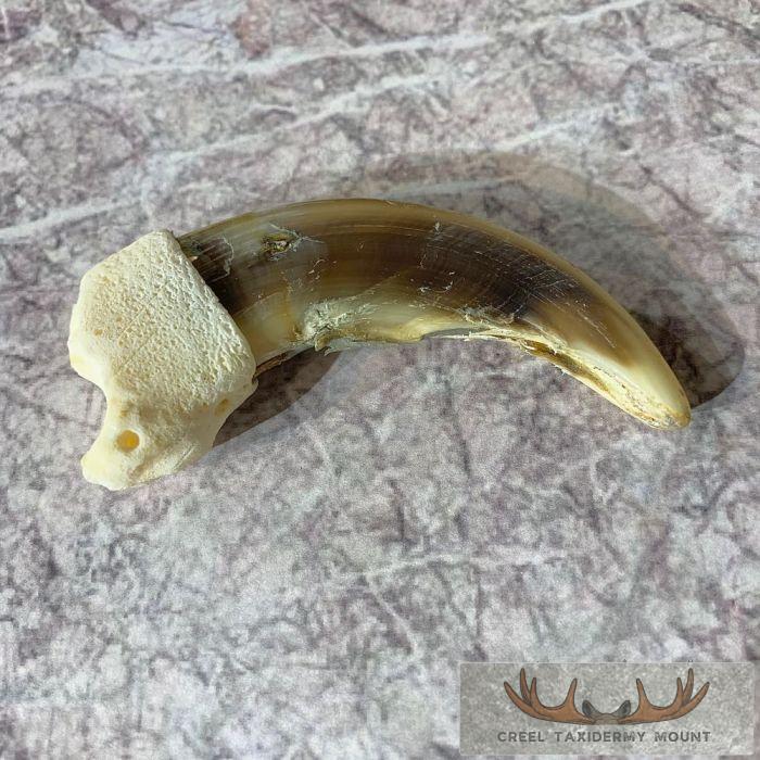 Grizzly Bear Claw Taxidermy For Sale