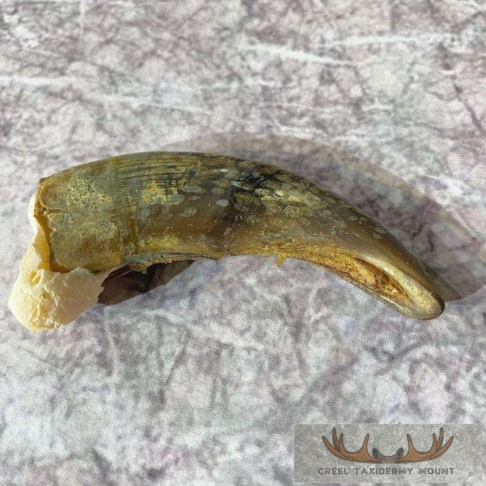 Grizzly Bear Claw Taxidermy For Sale