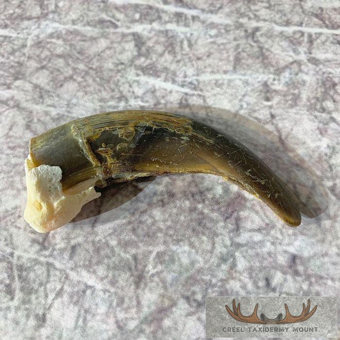 Grizzly Bear Claw Taxidermy For Sale