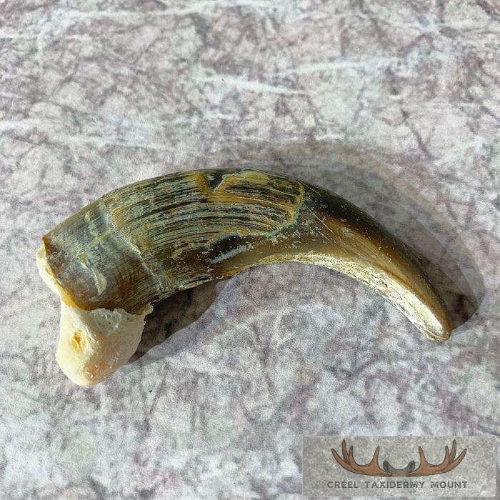 Grizzly Bear Claw Taxidermy For Sale