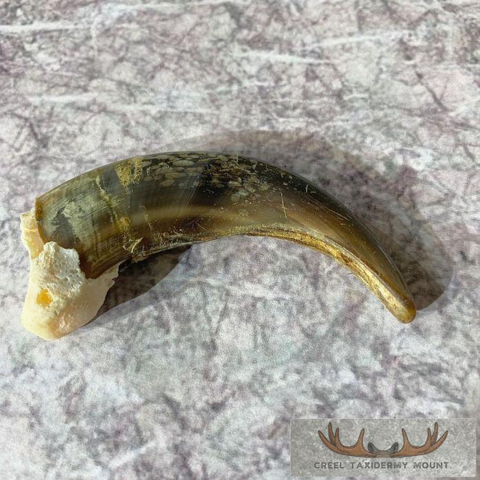 Grizzly Bear Claw Taxidermy For Sale