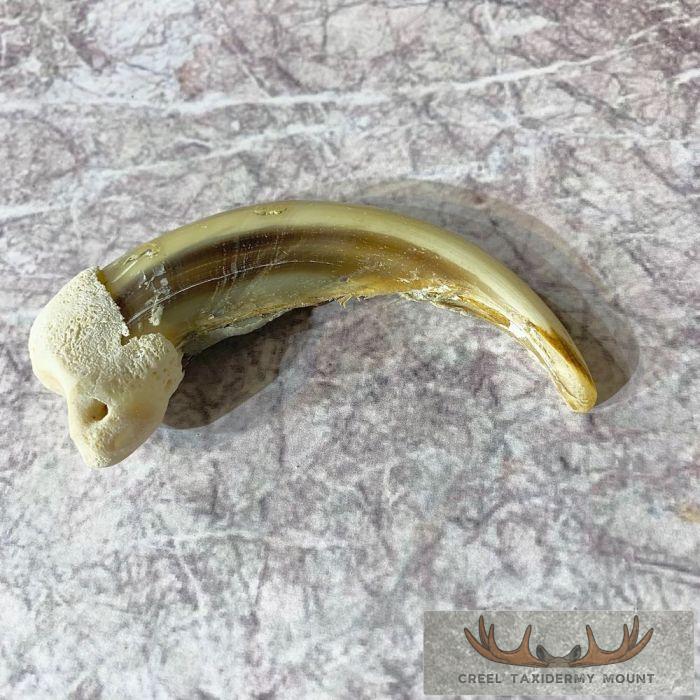 Grizzly Bear Claw Taxidermy For Sale