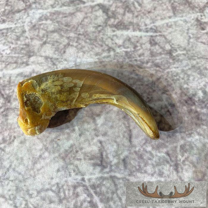 Grizzly Bear Claw Taxidermy For Sale