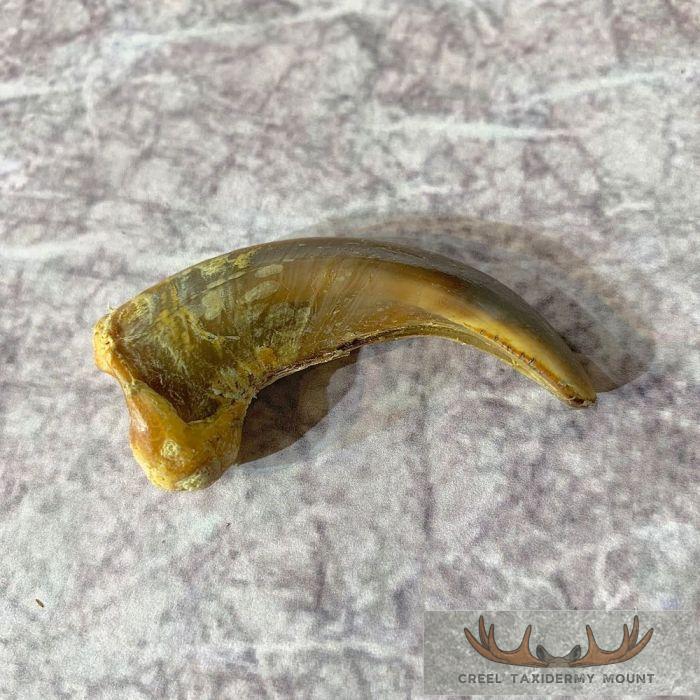 Grizzly Bear Claw Taxidermy For Sale