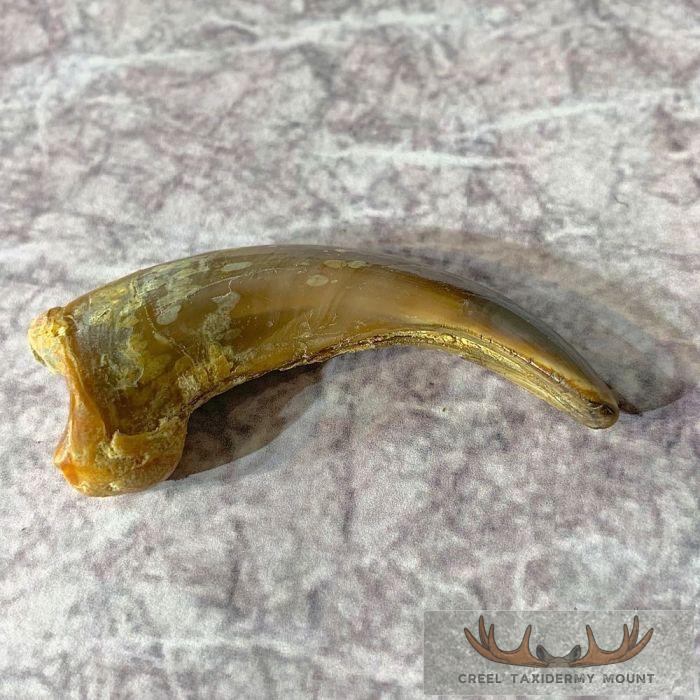 Grizzly Bear Claw Taxidermy For Sale