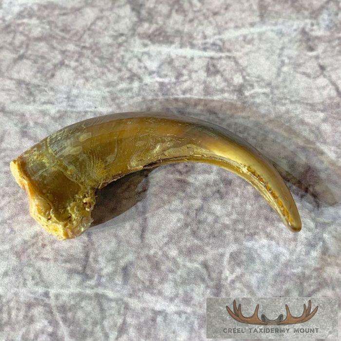 Grizzly Bear Claw Taxidermy For Sale