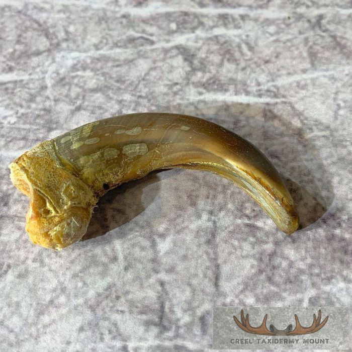 Grizzly Bear Claw Taxidermy For Sale