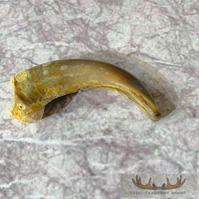 Grizzly Bear Claw Taxidermy For Sale
