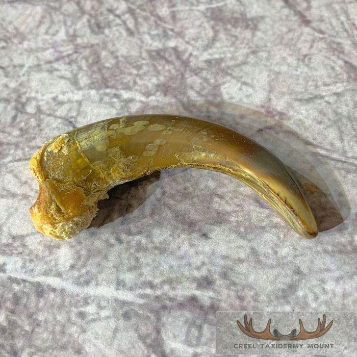 Grizzly Bear Claw Taxidermy For Sale
