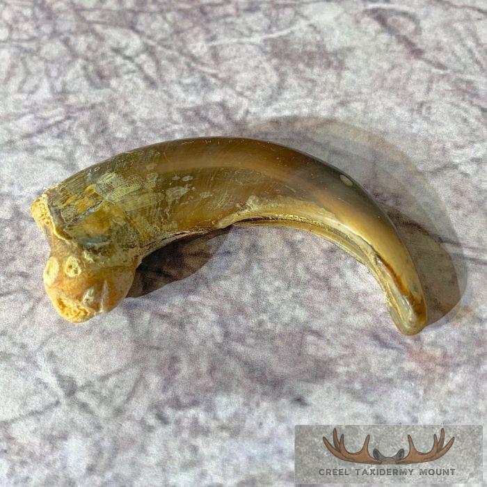 Grizzly Bear Claw Taxidermy For Sale