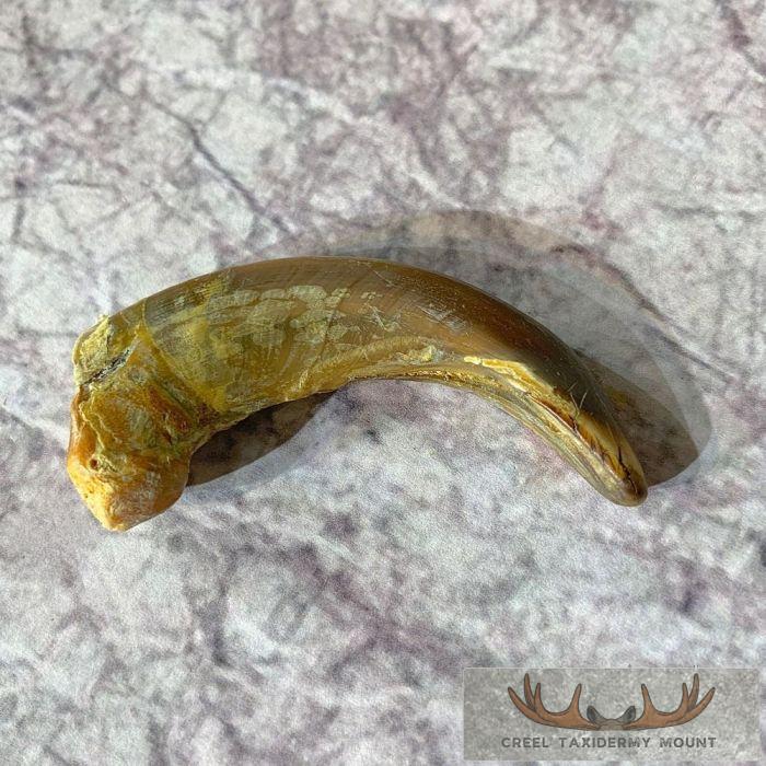 Grizzly Bear Claw Taxidermy For Sale