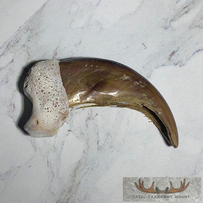 Grizzly Bear Claw Taxidermy For Sale