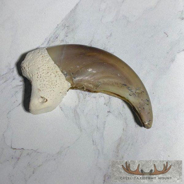 Grizzly Bear Claw Taxidermy For Sale