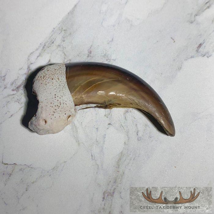 Grizzly Bear Claw Taxidermy For Sale