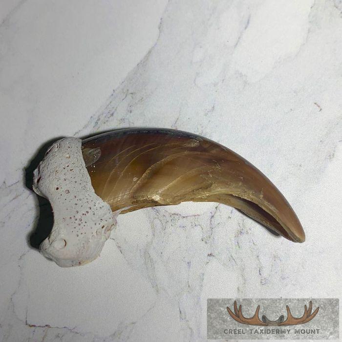 Grizzly Bear Claw Taxidermy For Sale